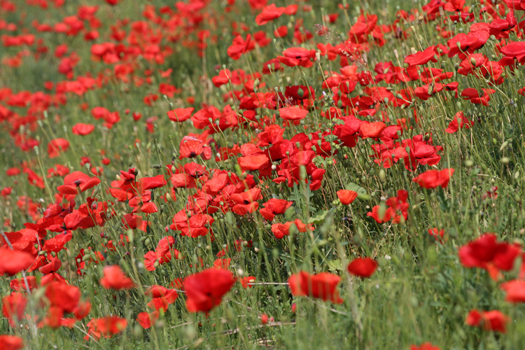 coquelicots