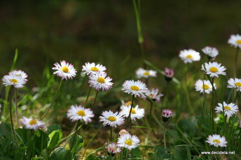 fleurs