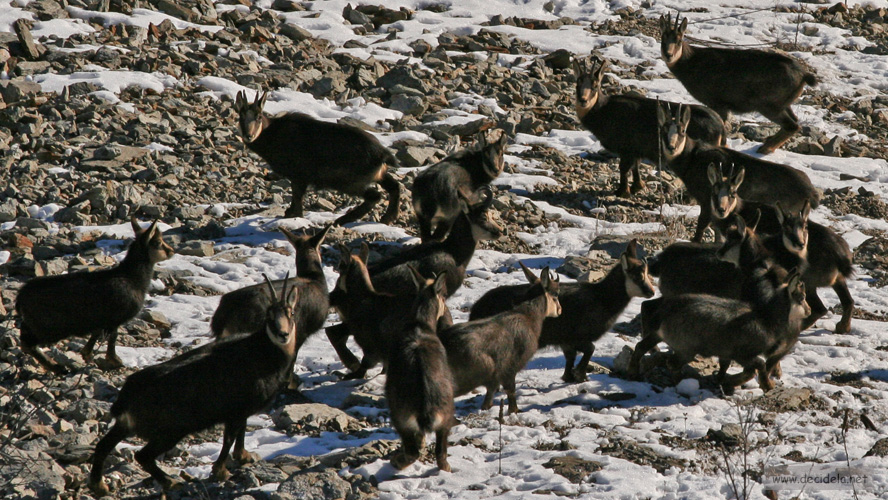 chamois fort sappey