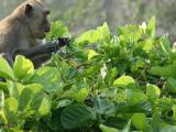 Les singes chapardeurs d'Uluwatu : tant pis pour cette paire de lunettes