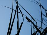 Pause graphique dans la p�nombre d'Uluwatu