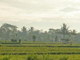 Les rizi�res autour d'Ubud