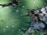 Reflet dans les n�nuphars � Ubud