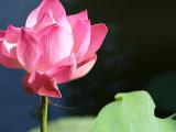 Fleur de n�nuphar � Ubud