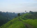 Balade au mileu de l'herbe aux �l�phants aux alentours d'Ubud