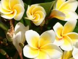 Fleurs de frangipanier � Candidasa