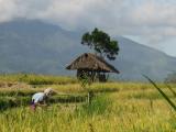 Les rizi�res de Tirtagangga
