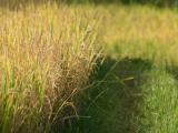 Les rizi�res de Tirtagangga