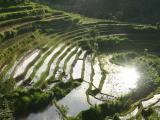 Les rizi�res de Tirtagangga