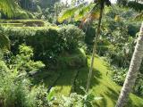 Rizi�res en terrasse � Ubud