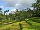 Rizi�res en terrasse � Ubud