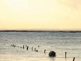 Culture des algues � Nusa Lembongan