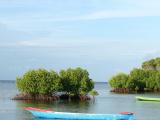 Mangrove � Nusa Lembongan