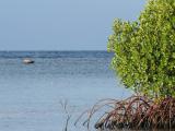 Mangrove � Nusa Lembongan