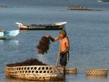 Culture des algues � Nusa Lembongan