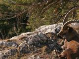 Le bouc, tranquille