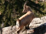Un jeune bouquetin male