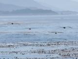 Vol serre de pelicans sur fond de cotes pacifiques