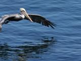 Pelican #1