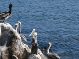 Chez les pelicans, les noirs sont au-dessus des blancs, ca change !
