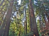 Les redwoods plus grands que leurs cousins les sequoias.