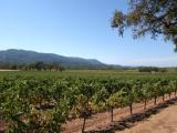 Sonoma valley, les vignes apparaissent