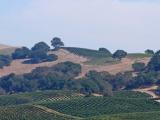 Napa valley