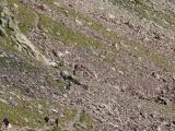 Les concurrents �  la queu-leu-leu
