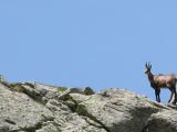 Un chamois intrigué par ce drole de ballet