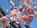 Fleurs de cerisiers dans le parc Hamarikyu