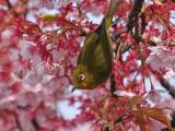 Oiseau dans un cerisier en fleur