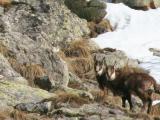 2 jeunes chamois viennent nous rendre visite