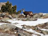 Un des 2 jeunes chamois